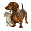 dog-cat