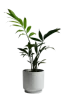 green-house-plant