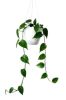 hanging-house-plant