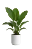 big-leaf-house-plant