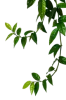 plant-hanging-top