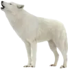 arctic-wolf