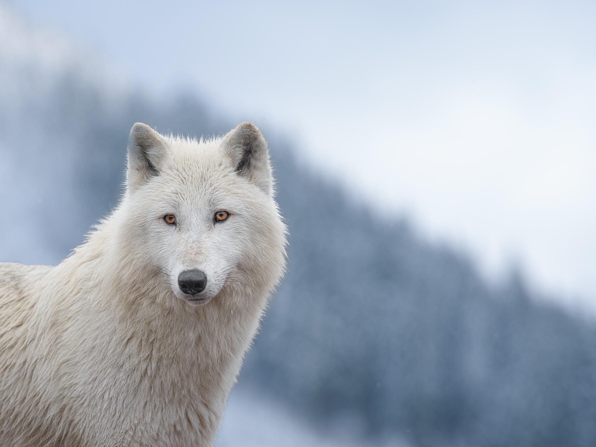 wolf background