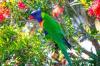 Rainbow Lorikeet