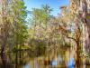 South Carolina Swamp 